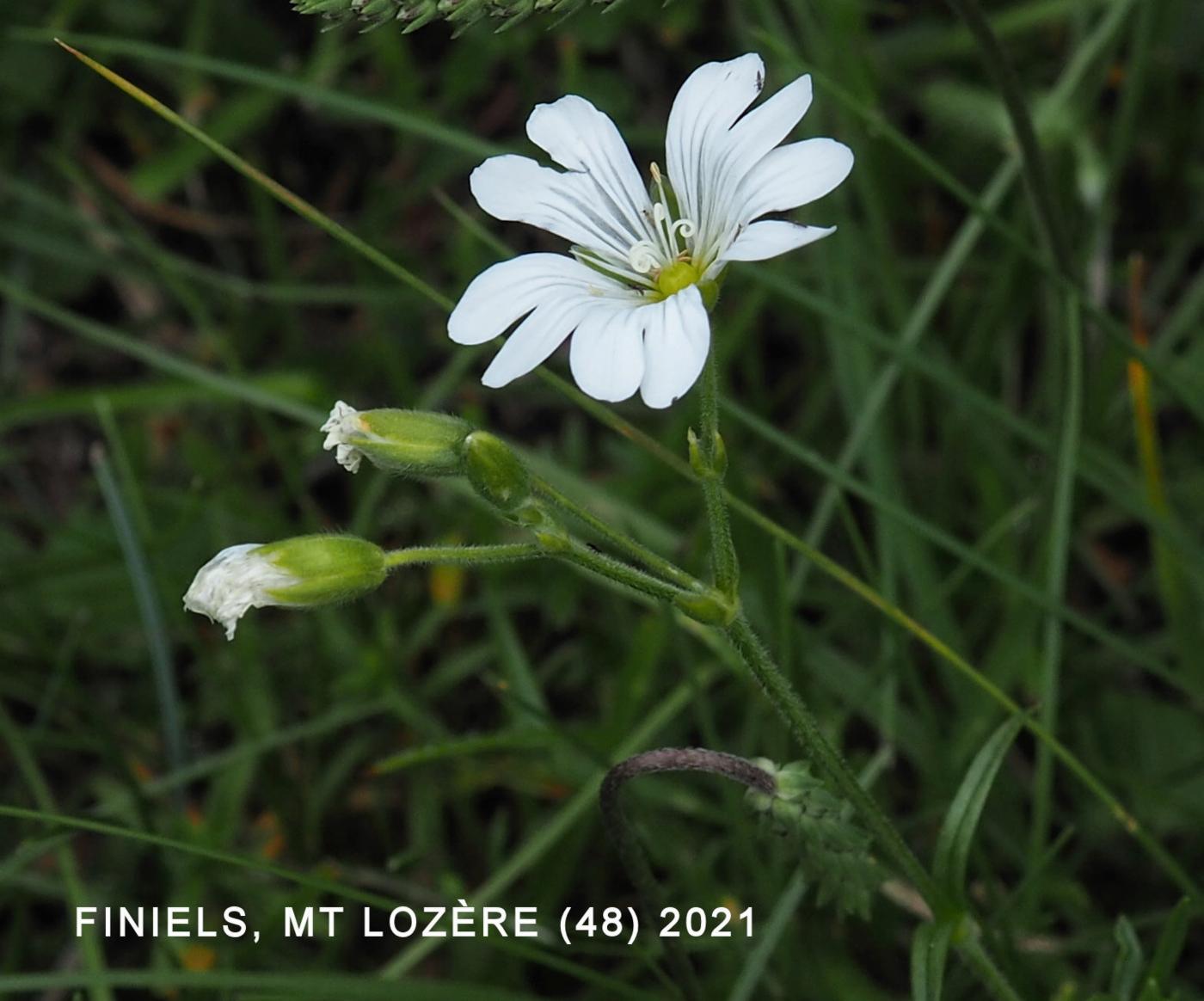 Mouse-ear, Field flower